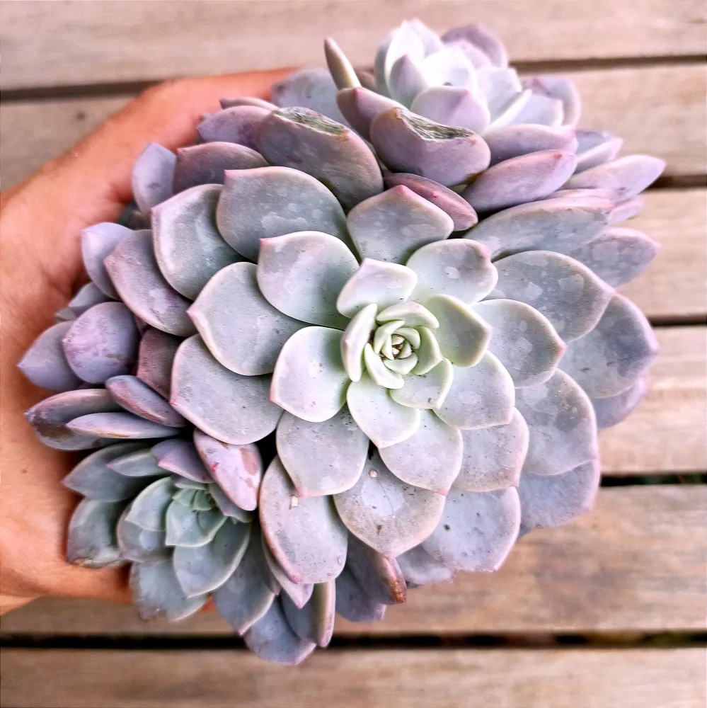 Echeveria 