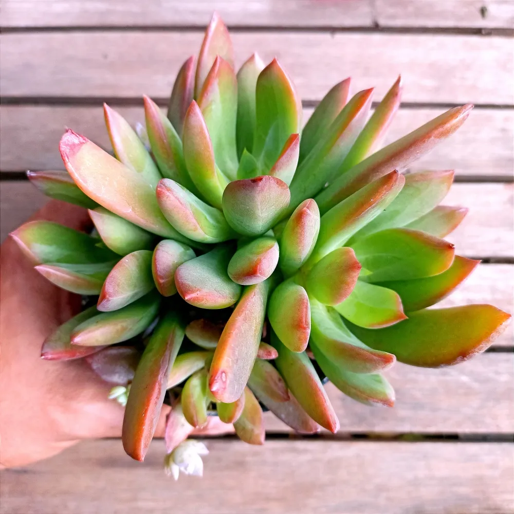 Pachyphytum pontas vermelhas (colônia única - vaso11)