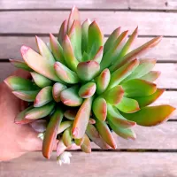 Pachyphytum pontas vermelhas (colônia única - vaso11)