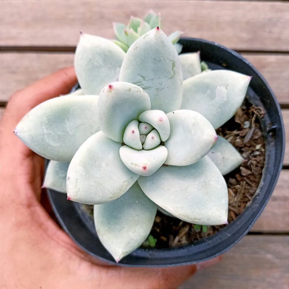 Echeveria colorata f. Tapalpa (vaso11)