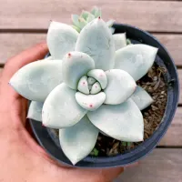 Echeveria colorata f. Tapalpa (vaso11)