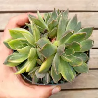 Echeveria 'Dark Desire' variegata (única colônia - vaso11)
