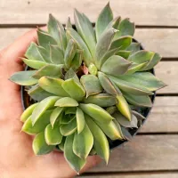 Echeveria 'Dark Desire' variegata (única colônia - vaso11) - Foto 2