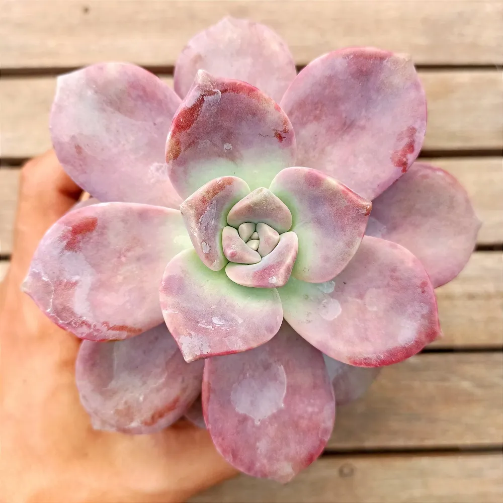 Graptoveria 