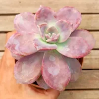 Graptoveria 'Snow White' (vaso11) - Foto 2