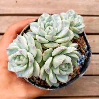 Echeveria 'Exquisite' (colônia única - vaso11)