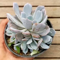Echeveria 'Monica' (única colônia - vaso11)