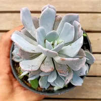 Echeveria 'Monica' (única colônia - vaso11) - Foto 2