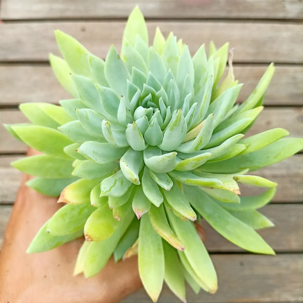 Sedeveria 