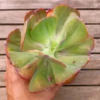 Echeveria gibbiflora híbrida monstruosa c carunculas (única - vaso11)
