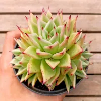 Echeveria agavoides 'Lipstick' híbrida (colônia única - vaso11)