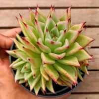 Echeveria agavoides 'Lipstick' híbrida (colônia única - vaso11) - Foto 2