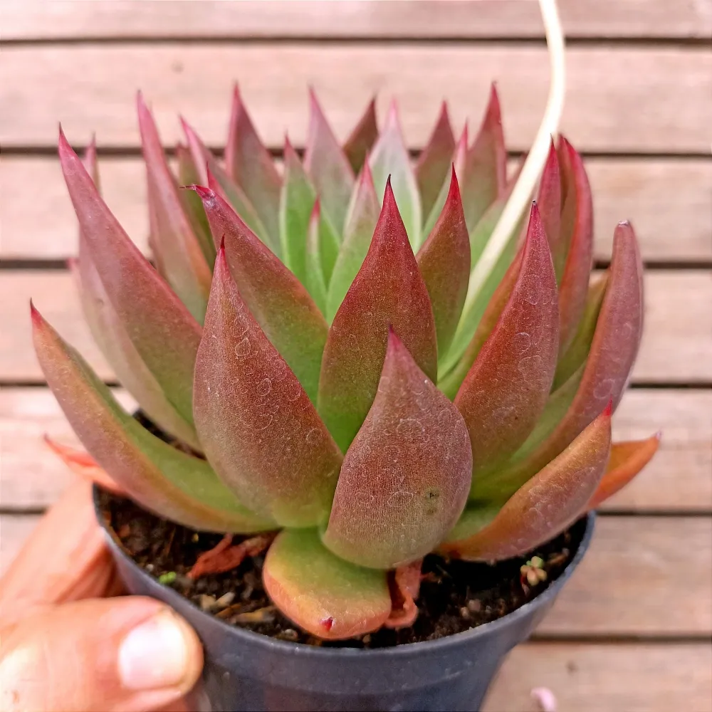Echeveria agavoides 