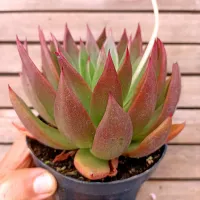 Echeveria agavoides 'Red' (única - vaso11)