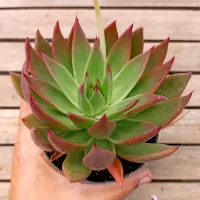 Echeveria agavoides 'Red' (única - vaso11) - Foto 2