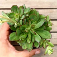 Echeveria 'Flamenco' monstruosa (colônia única - vaso9)