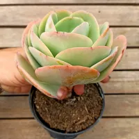 Echeveria gibbiflora 'Mandala Citrus' híbrida (vaso11)
