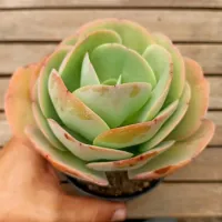 Echeveria gibbiflora 'Mandala Citrus' híbrida (vaso11) - Foto 2
