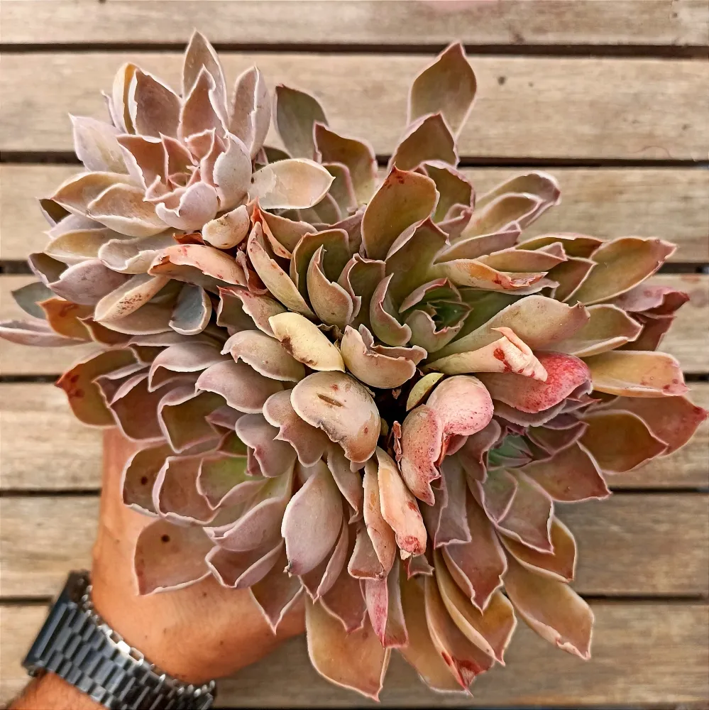 Echeveria racemosa híbrida (colônia única - vaso11)
