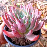 Echeveria colorata branditii (única - cuia18) - Foto 2