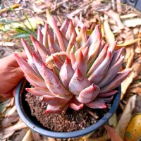 Echeveria colorata X tolimanensis (única - cuia18) - Foto 2