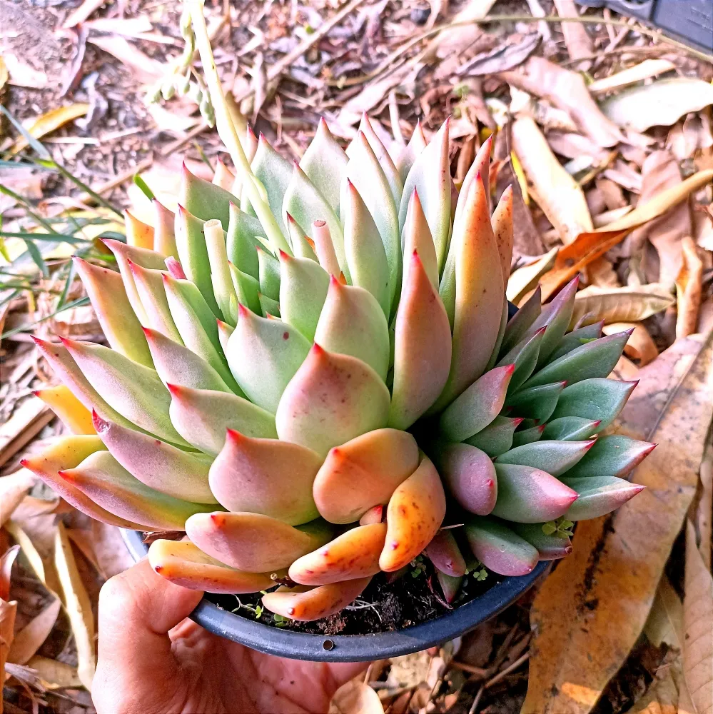 Echeveria agavoides 