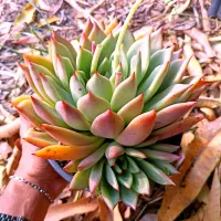 Echeveria agavoides 'Romeo' X 'Ebony' (única 2 rosetas - vaso11) - Foto 2