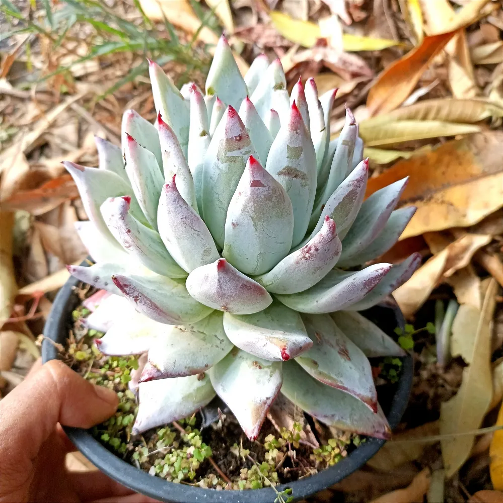 Echeveria colorata f. Tapalpa (única - cuia18)