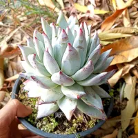 Echeveria colorata f. Tapalpa (única - cuia18)