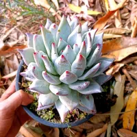 Echeveria colorata f. Tapalpa (única - cuia18) - Foto 2
