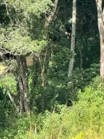 Vende-se Fazendinha na região de Santana dos Montes/MG. - Foto 2