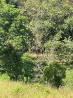 Vende-se Fazendinha na região de Santana dos Montes/MG. - Foto 6