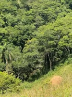 Vende-se Fazendinha na região de Santana dos Montes/MG. - Foto 10