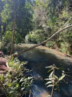 Vende-se Fazendinha na região de Santana dos Montes/MG. - Foto 13