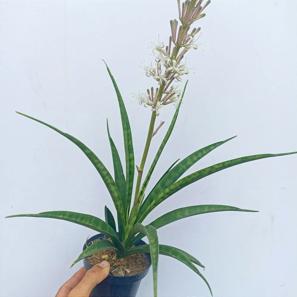 Sansevieria 