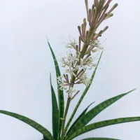 Sansevieria 'Fernwood Mikado' (vaso11) - Foto 2