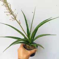 Sansevieria 'Fernwood Mikado' (vaso11) - Foto 3