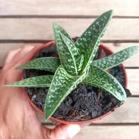 Gasteraloe (vaso11) - Foto 2