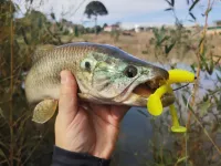 POWER FROG 2.0 - ELASTOP - UNITÁRIO - Foto 2