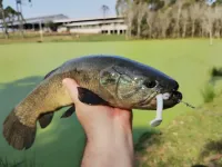 POWER FROG 2.0 - ELASTOP - UNITÁRIO - Foto 3