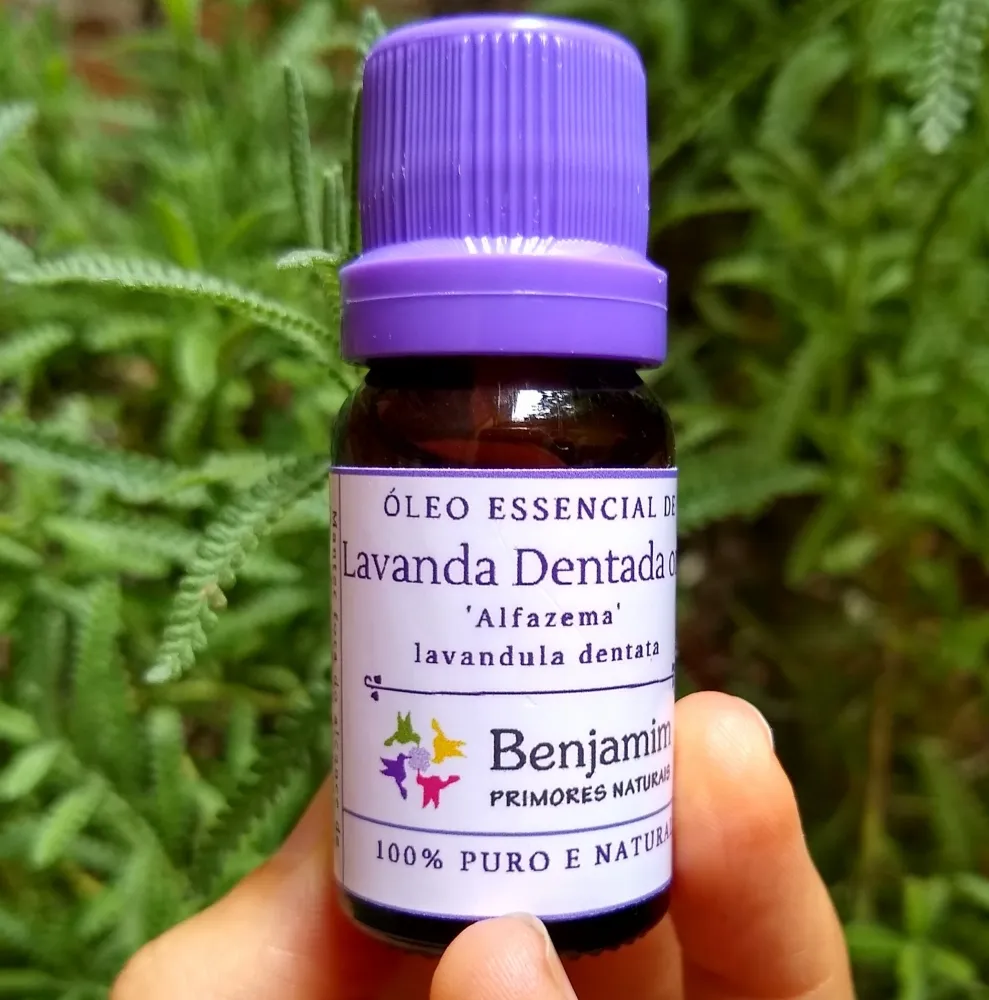 Óleo Essencial de LAVANDA DENTADA ORGÂNICO  (lavanda brasileira - 