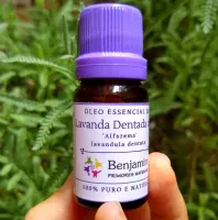 Óleo Essencial de LAVANDA DENTADA ORGÂNICO  (lavanda brasileira - 'alfazema')