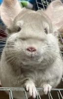 Chinchila Bege - Foto 4