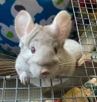 Chinchila Bege - Foto 6