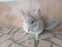 Chinchila Bege - Foto 7