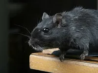 Esquilo da Mongólia (GERBIL) - Foto 2