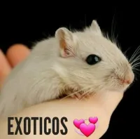 Esquilo da Mongólia (GERBIL) - Foto 5