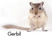 Esquilo da Mongólia (GERBIL) - Foto 6