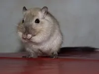 Esquilo da Mongólia (GERBIL) - Foto 7