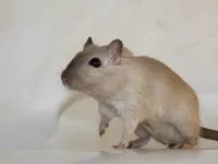 Esquilo da Mongólia (GERBIL) - Foto 8